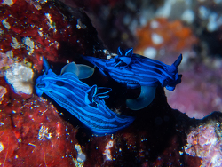 Tambja mullineri, Galapagos 2024