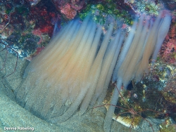 Loligo vulgaris,Las Palmas, ES-CN, ES 2025