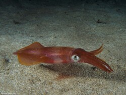 Generic placeholder thumbnail