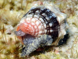 Orphanopusia patriarchalis, 19,3mm, Kwejalein