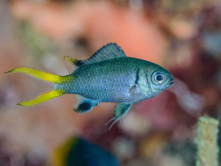 Foto: Anilao, Philippinen