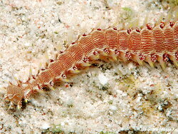 Pherecardia striata thumbnail