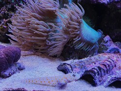 Amblyeleotris guttata Laich