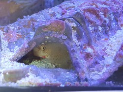 Amblyeleotris guttata Laich