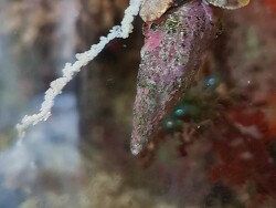 Cerithium litteratum Laich