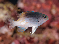 Foto: Anilao, Philippinen