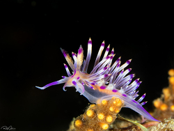 Coryphellina lotos,Culut, Mabini, Calabarzon 2018