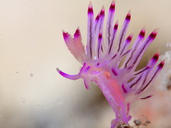 Coryphellina lotos, Taiwan 2019