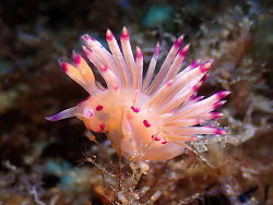 Coryphellina lotos,Anilao, Batangas, Philippines 2014