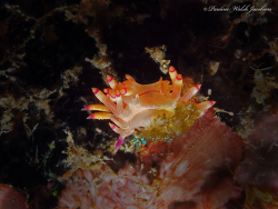 lembeh 19 PB121254a Nudibranch, Coryphellina lotos (was Flabellina sp. 1), Nudi Falls, Lembeh 2019
