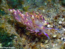 Coryphellina lotos , 20mm Lembeh