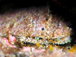 Haliotis tuberculata,Las Palmas, ES-CN, ES 2025