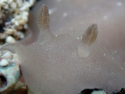 Jorunna spazzola thumbnail