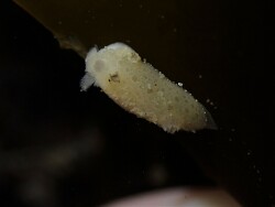 Jorunna ramicola,Auckland, New Zealand 2022