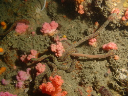 Epimenia babai,One Foot Rock, Hongkong 2022