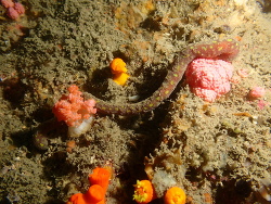 Epimenia babai,One Foot Rock, Hongkong 2022