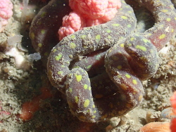 Epimenia babai,One Foot Rock, Hongkong 2022