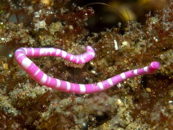 Dondersia annulata,Tulamben 2025