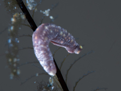 Dondersiidae Solenogastre,Ambon UW - Nov 2023