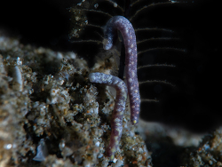 Dondersiidae Solenogastre,Ambon UW - Nov 2023