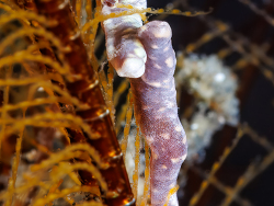 Solenogastres sp. Tulamben, Bali, 2025