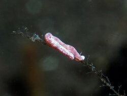 Solenogastres,Tianyar, Kubu, Karangasem Regency, Bali, Indonesia 2025