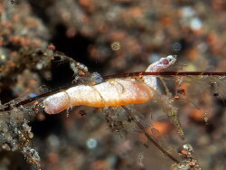 Solenogastres sp. 1, Tulamben 2025