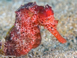 Hippocampus algiricus,Las Palmas, ES-CN, ES 2025