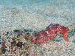 Hippocampus algiricus,Las Palmas, ES-CN, ES 2025