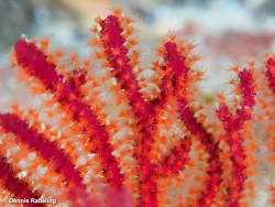 Leptogorgia ruberrima,Las Palmas, ES-CN, ES 2025