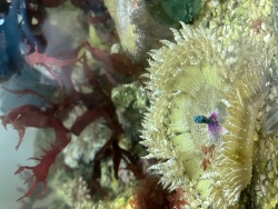 Phymanthus crucifer (weiblich) beim Ablaichen