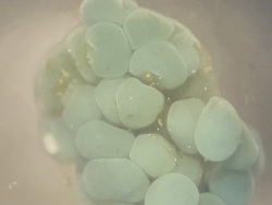 Eipaket von Phymanthus crucifer 