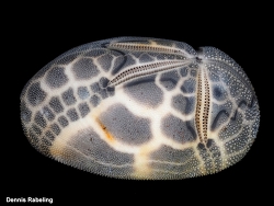 Brissus unicolor,Las Palmas, ES-CN, ES 2025