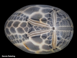 Brissus unicolor,Las Palmas, ES-CN, ES 2025