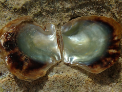 Atlantic pearl oyster Pinctada imbricata, Florida USA 2022