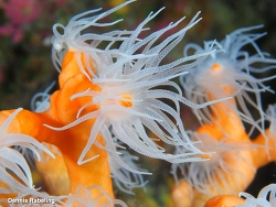 Dendrophyllia ramea,Las Palmas, ES-CN, ES 2025