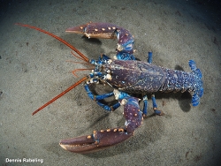 Generic placeholder thumbnail