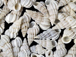 Gyroscala commutata,PERPLEXED WENTLETRAP