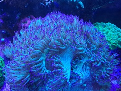  Catalaphyllia jardinei