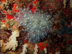 Diazona formosa thumbnail