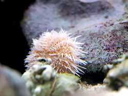 Salmacis sp. Pink Lady Seeigel (c) Muelly 2025