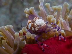 PN0A3428_Ancylocaris brevicarpalis, Tanzania 2025