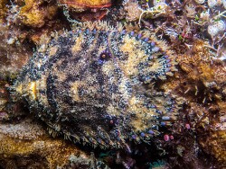 Parribacus antarcticus thumbnail