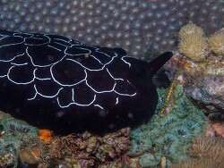 PN0A3529_Pleurobranchus forskalii , Tanzania 2025