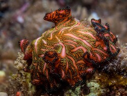 PN0A3528_Pseudobiceros bedfordi, Tanzania 2025