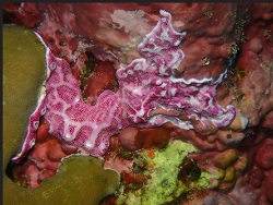 Foto: Bakungan Sabah Malaysia, Indonesien