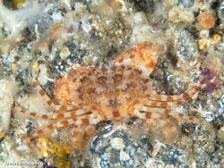 Laleonectes vocans,Las Palmas, ES-CN, ES 2024