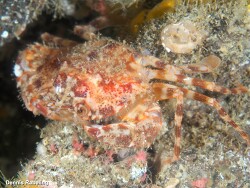 Laleonectes vocans,Las Palmas, ES-CN, ES 2024