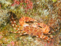 Laleonectes vocans,Las Palmas, ES-CN, ES 2025