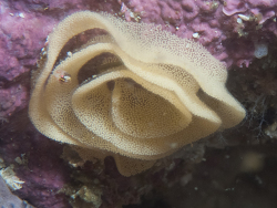 Dendrodoris caesia, castor rock Simon's Town, Cape Town, 7975, South Africa 2025 (CC-BY-SA)